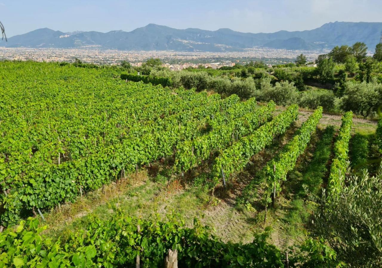 Vesuvio Bed & Wine Experience Alloggio per agriturismo
