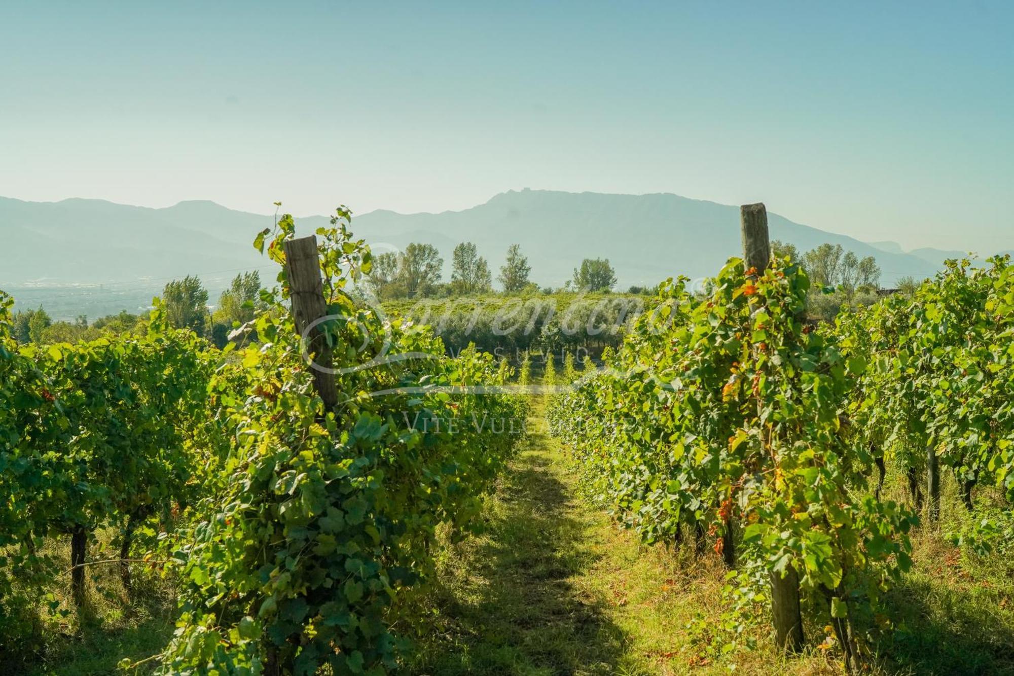 Agroturismo Vesuvio Bed & Wine Experience